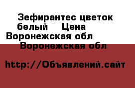 Зефирантес цветок белый. › Цена ­ 200 - Воронежская обл.  »    . Воронежская обл.